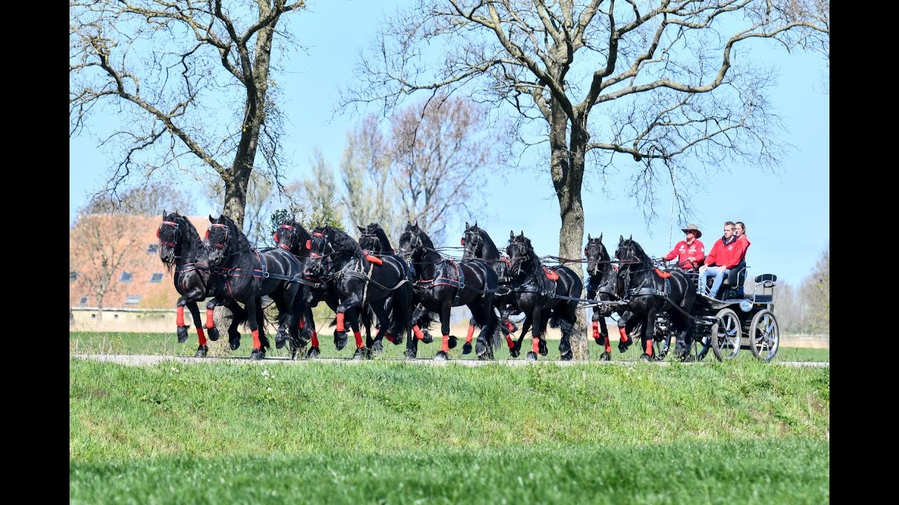 40 Friesian Horses, 1 Stage Coach